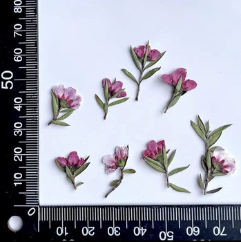 120 adet Preslenmiş Kurutulmuş Leptospermum scoparium Çiçek Herbaryum Reçine Epoksi Takı İmi Fan Çerçevesi telefon kılıfı Yüz Makyaj Lambası